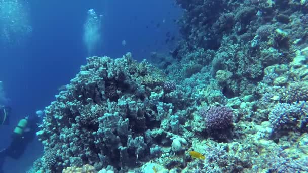Statické video, korálové útesy v Rudém moři, Abu Dub. Krásná podmořská krajina s tropickými rybami a korály. Životní korálový útes. Egypt
