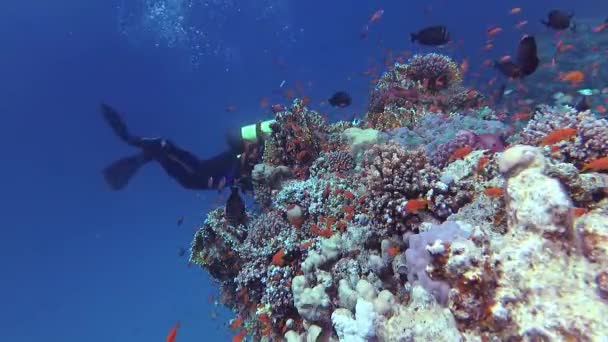 Statisk Video Korallrev Rødehavet Abu Dub Vakkert Undervannslandskap Med Tropisk – stockvideo
