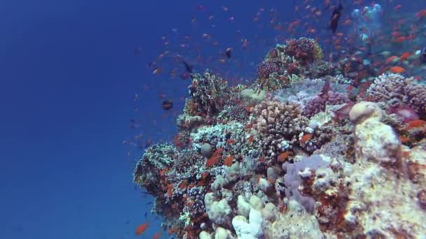 Static Video Coral Reef Red Sea Abu Dub Beautiful Underwater — Stock Video