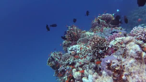 Statische Video Koraalrif Rode Zee Abu Dub Prachtig Onderwaterlandschap Met — Stockvideo