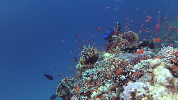 Vídeo Estático Arrecife Coral Mar Rojo Abu Dub Hermoso Paisaje — Vídeo de stock