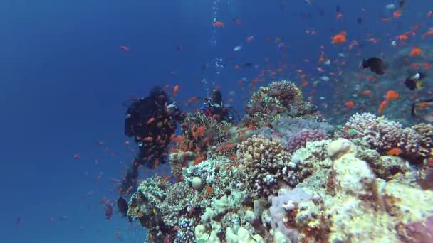 Statikus Videó Korallzátony Vörös Tengeren Abu Dub Gyönyörű Víz Alatti — Stock videók
