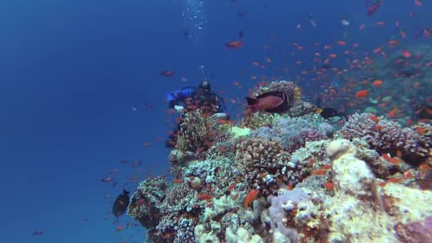 Vídeo Estático Recife Coral Mar Vermelho Abu Dub Bela Paisagem — Vídeo de Stock