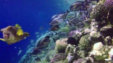 Kızıl Deniz 'deki mercan kayalıkları, Abu Dub. Tropikal balık ve mercanlarla dolu güzel sualtı manzarası. Hayat mercan kayalıkları. Mısır