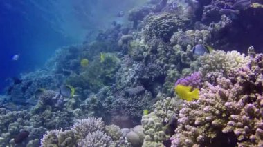 Kızıl Deniz 'deki mercan kayalıkları, Abu Dub. Tropikal balık ve mercanlarla dolu güzel sualtı manzarası. Hayat mercan kayalıkları. Mısır