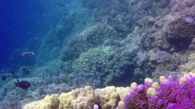 Kızıl Deniz 'deki mercan kayalıkları, Abu Dub. Tropikal balık ve mercanlarla dolu güzel sualtı manzarası. Hayat mercan kayalıkları. Mısır