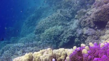 Kızıl Deniz 'deki mercan kayalıkları, Abu Dub. Tropikal balık ve mercanlarla dolu güzel sualtı manzarası. Hayat mercan kayalıkları. Mısır