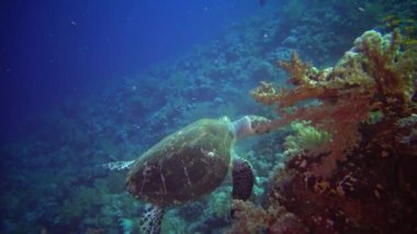  Şahin gagalı deniz kaplumbağası (Eretmochelys imbricata) Resifteki yumuşak mercanları yer, Kızıldeniz, Mısır