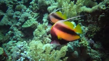 Kızıl Deniz Balığı. Kızıl Deniz Sancak Balığı (Heniochus intermedius), mercan resifinin üzerinde yüzer.