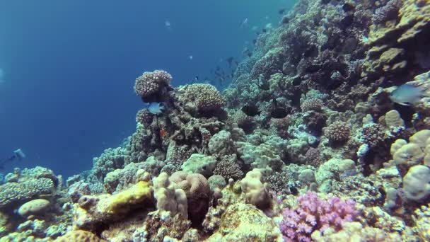 静态录像 红海的珊瑚礁 美丽的水下景观与热带鱼和珊瑚 生物珊瑚礁 — 图库视频影像