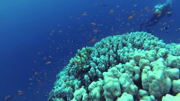 Static Video Coral Reef Red Sea Abu Dub Beautiful Underwater — Stock Video