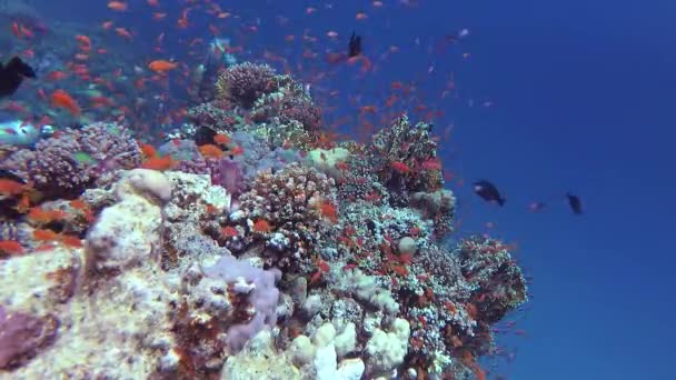 Vídeo Estático Recife Coral Mar Vermelho Abu Dub Bela Paisagem — Vídeo de Stock