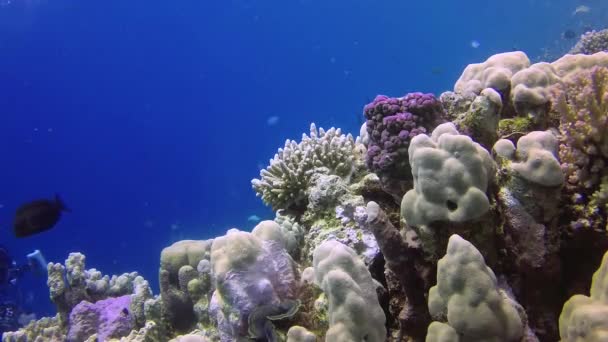 Vídeo Estático Arrecife Coral Mar Rojo Abu Dub Hermoso Paisaje — Vídeo de stock