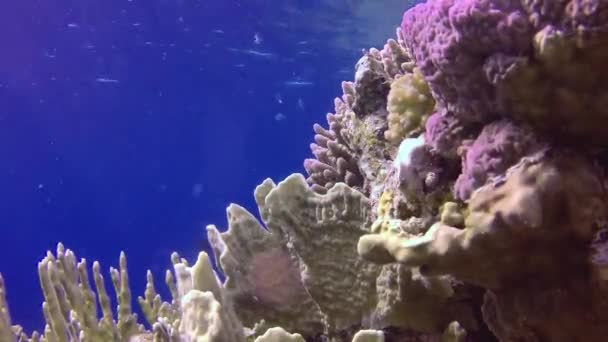 静态录像 红海的珊瑚礁 美丽的水下景观与热带鱼和珊瑚 生物珊瑚礁 — 图库视频影像