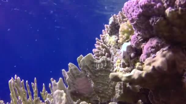 Statische Video Koraalrif Rode Zee Abu Dub Prachtig Onderwaterlandschap Met — Stockvideo