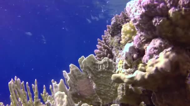 静态录像 红海的珊瑚礁 美丽的水下景观与热带鱼和珊瑚 生物珊瑚礁 — 图库视频影像