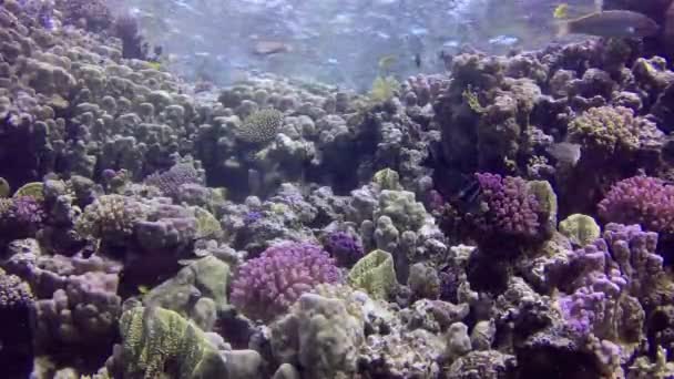 Barriera Corallina Nel Mar Rosso Abu Dub Bellissimo Paesaggio Subacqueo — Video Stock