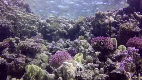 Korallenriff Roten Meer Abu Dub Schöne Unterwasserlandschaft Mit Tropischen Fischen — Stockvideo