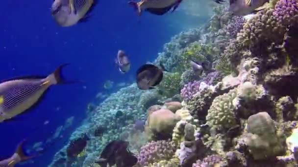 红海的珊瑚礁 美丽的水下景观与热带鱼和珊瑚 生物珊瑚礁 — 图库视频影像