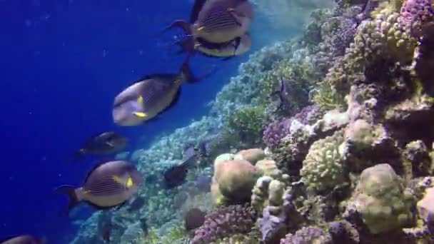 Récif Corallien Dans Mer Rouge Abu Dub Beau Paysage Sous — Video