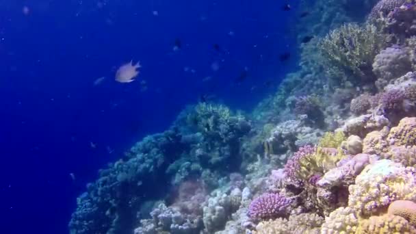 Κοραλλιογενής Ύφαλος Στην Ερυθρά Θάλασσα Αμπού Νταμπ Όμορφο Υποβρύχιο Τοπίο — Αρχείο Βίντεο