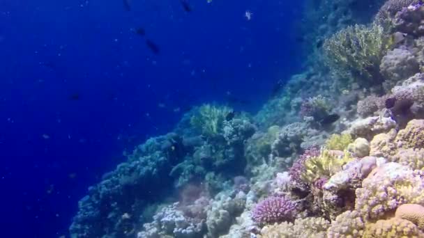 Recifes Coral Mar Vermelho Abu Dub Bela Paisagem Subaquática Com — Vídeo de Stock