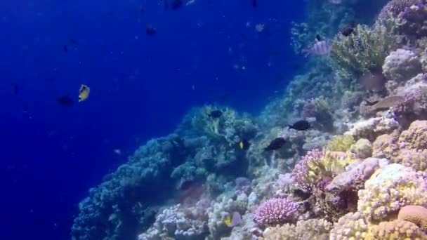 Barriera Corallina Nel Mar Rosso Abu Dub Bellissimo Paesaggio Subacqueo — Video Stock