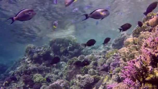 Barriera Corallina Nel Mar Rosso Abu Dub Bellissimo Paesaggio Subacqueo — Video Stock