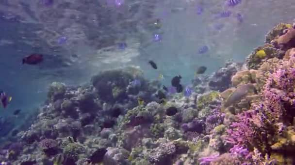 Κοραλλιογενής Ύφαλος Στην Ερυθρά Θάλασσα Αμπού Νταμπ Όμορφο Υποβρύχιο Τοπίο — Αρχείο Βίντεο