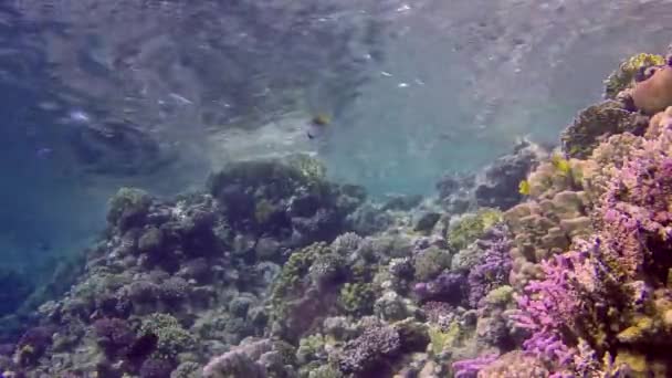 Arrecife Coral Mar Rojo Abu Dub Hermoso Paisaje Submarino Con — Vídeo de stock