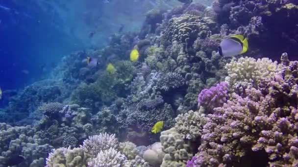 Korallrev Röda Havet Abu Dub Vackert Undervattenslandskap Med Tropiska Fiskar — Stockvideo