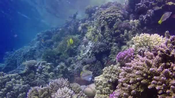 Récif Corallien Dans Mer Rouge Abu Dub Beau Paysage Sous — Video