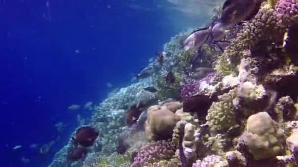 红海的珊瑚礁 美丽的水下景观与热带鱼和珊瑚 生物珊瑚礁 — 图库视频影像