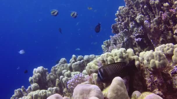 红海的珊瑚礁 美丽的水下景观与热带鱼和珊瑚 生物珊瑚礁 — 图库视频影像