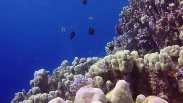 Coral Reef Red Sea Abu Dub Beautiful Underwater Landscape Tropical — Stock Video