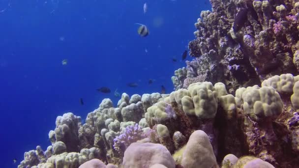 Récif Corallien Dans Mer Rouge Abu Dub Beau Paysage Sous — Video