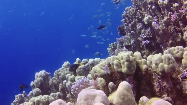 Récif Corallien Dans Mer Rouge Abu Dub Beau Paysage Sous — Video