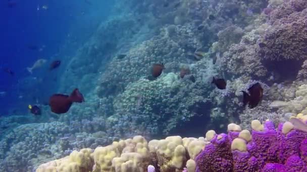 Korallrev Rødehavet Abu Dub Vakkert Undervannslandskap Med Tropisk Fisk Koraller – stockvideo