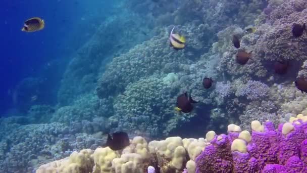 Arrecife Coral Mar Rojo Abu Dub Hermoso Paisaje Submarino Con — Vídeo de stock