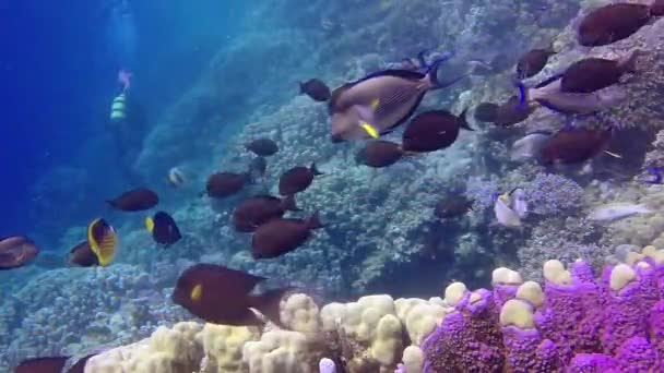 Recifes Coral Mar Vermelho Abu Dub Bela Paisagem Subaquática Com — Vídeo de Stock