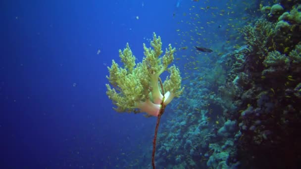 징거의 부드러운 Dendronephthya 부드러운 산호는 이집트 스톤의 산호초에서 자라고 — 비디오