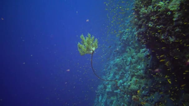 Klunzingerův Měkký Korál Dendronephthya Měkké Korály Vyrůstající Tkalcovských Korálech Útesu — Stock video