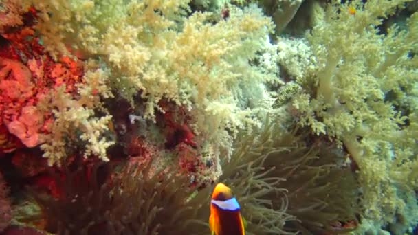 Fische Aus Dem Roten Meer Roter Anemonenfisch Amphiprion Bicinctus Ein — Stockvideo