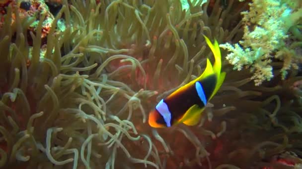 물고기 아네모네 Amphiprion Bicinctus 말미잘을 헤엄치고 부부는 관계에 — 비디오