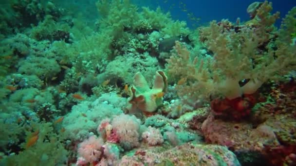 在埃及红海的珊瑚礁上 在珊瑚中游泳的有黑背金丝鱼 Chaetodon Mellanotus — 图库视频影像
