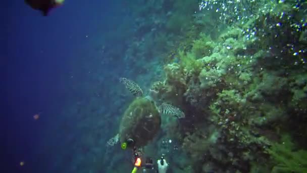 Şahin Gagalı Deniz Kaplumbağası Eretmochelys Imbricata Resifteki Yumuşak Mercanları Yer — Stok video