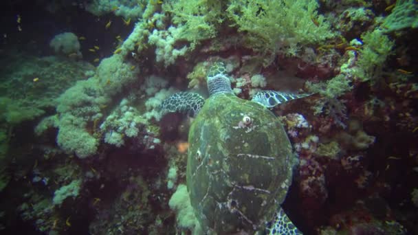 Hawksbill Sea Turtle Eretmochelys Imbricata Eats Soft Corals Reef Elphinstone — Stock Video
