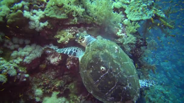ホークスビルウミガメ Eretmochelys Imbricata エジプトの紅海 エルフィンストーンの柔らかいサンゴを食べる — ストック動画