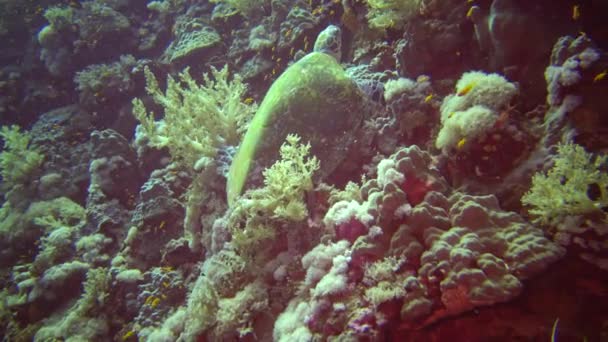 Tartaruga Marinha Hawksbill Eretmochelys Imbricata Come Corais Macios Recife Elphinstone — Vídeo de Stock