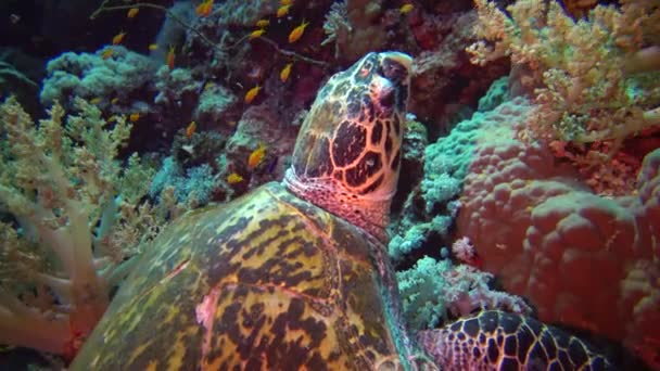 ホークスビルウミガメ Eretmochelys Imbricata エジプトの紅海 エルフィンストーンの柔らかいサンゴを食べる — ストック動画